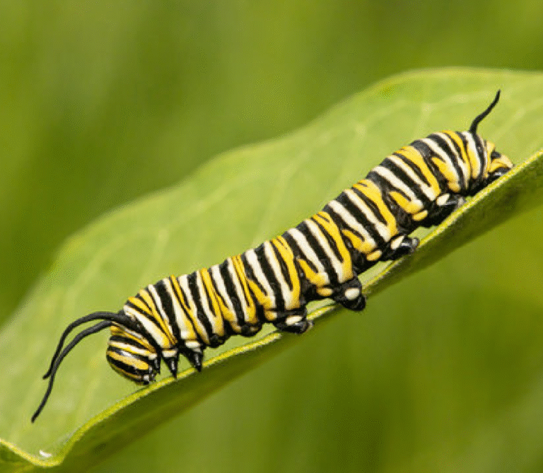 Super Agro Image-01