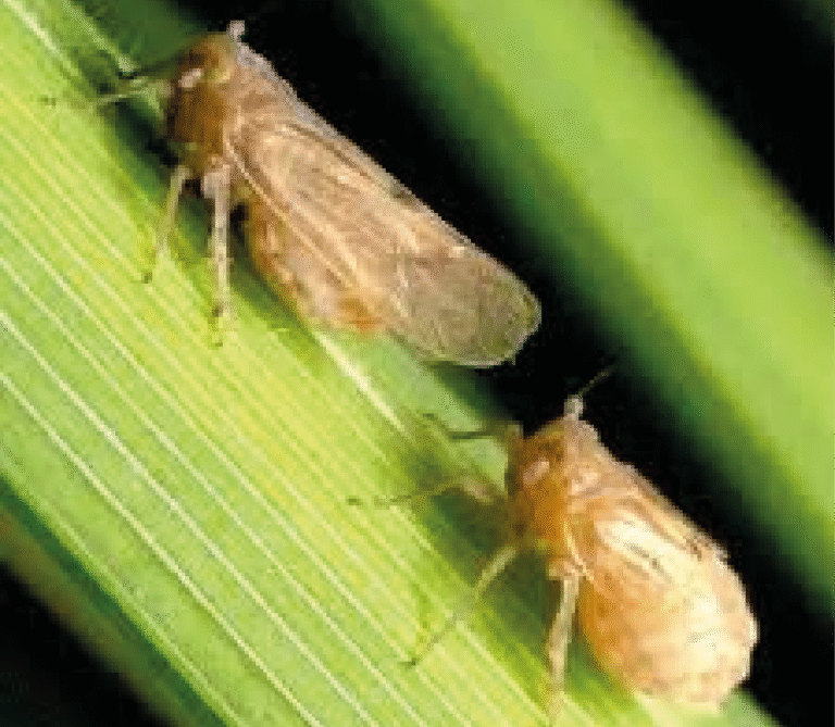 Super Agro Image-01