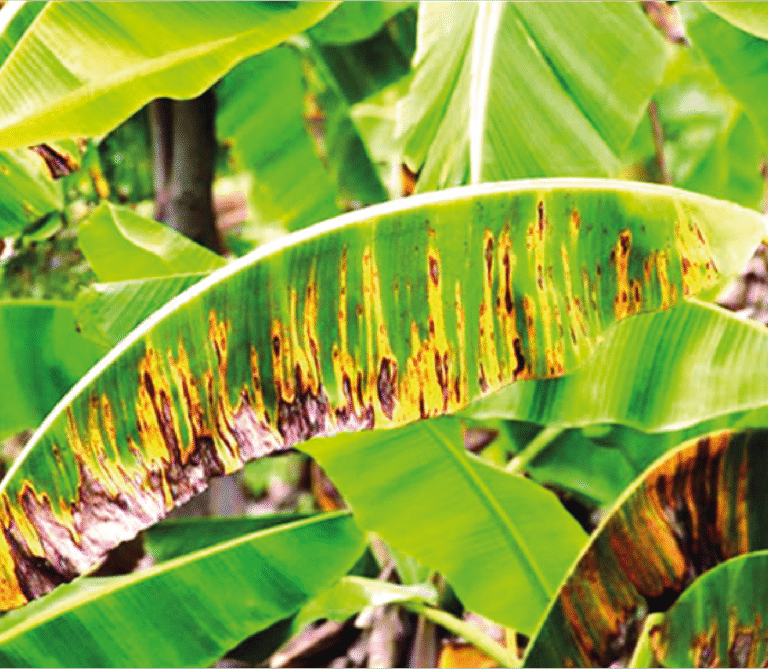 Super Agro Image-01