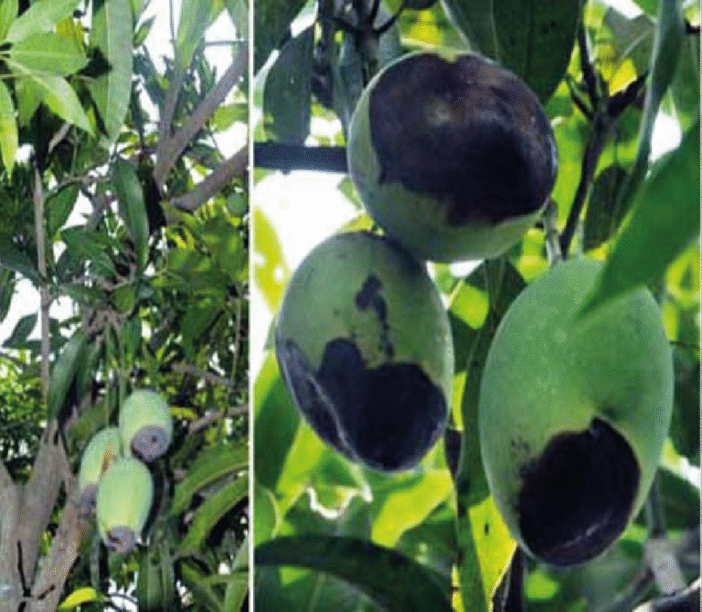 Super Agro Image-01