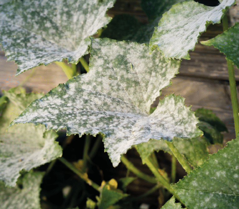 Super Agro Image-01