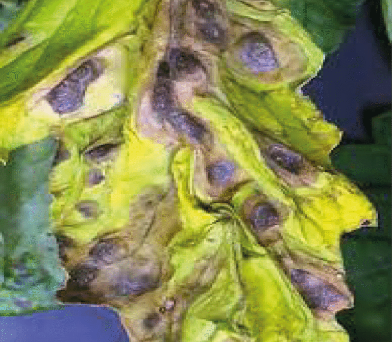 Super Agro Image-01