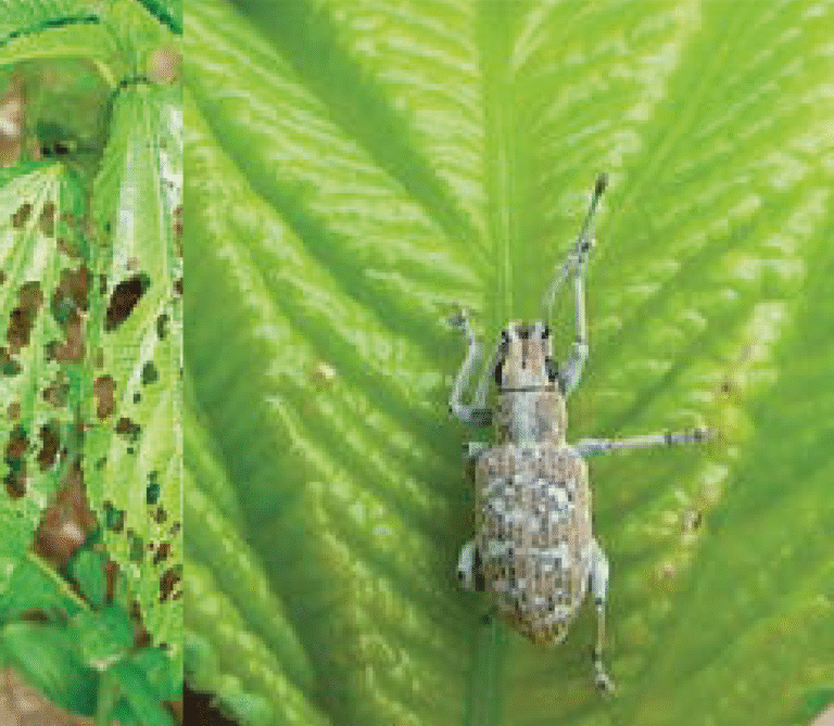 Super Agro Image-01