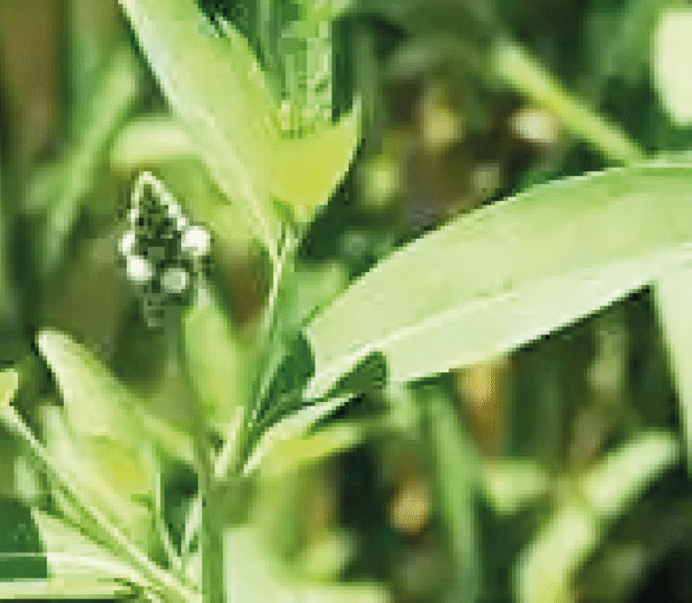 Super Agro Image-01