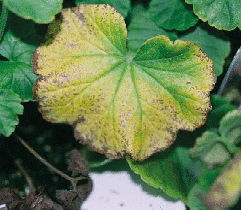 Super Agro Image-01