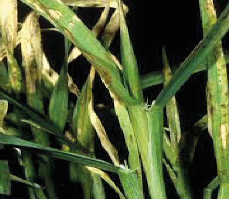 Super Agro Image-01