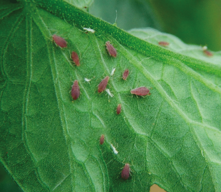 Super Agro Image-01