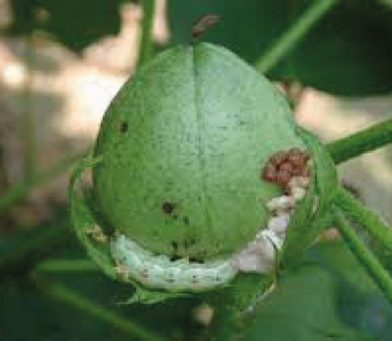 Super Agro Image-01