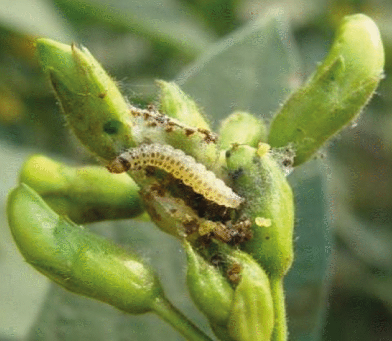 Super Agro Image-01
