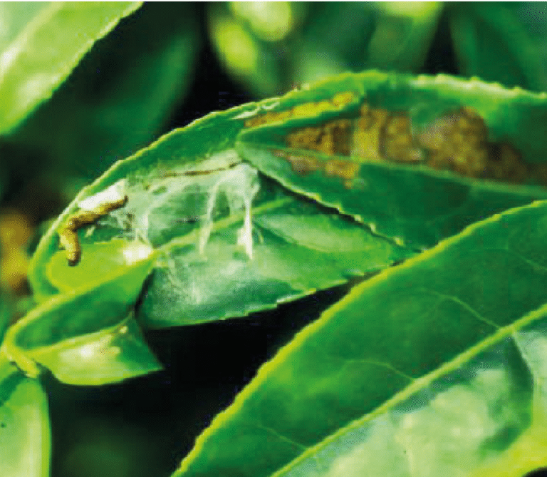 Super Agro Image-01