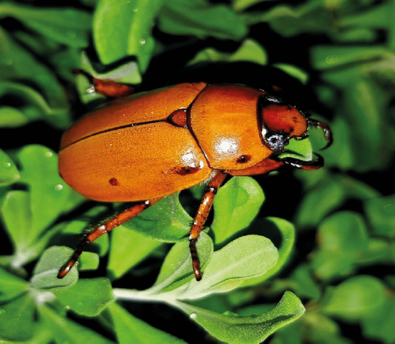 Super Agro Image-01