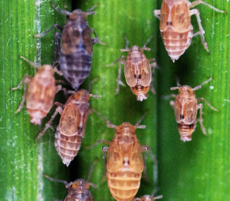 Super Agro Image-02