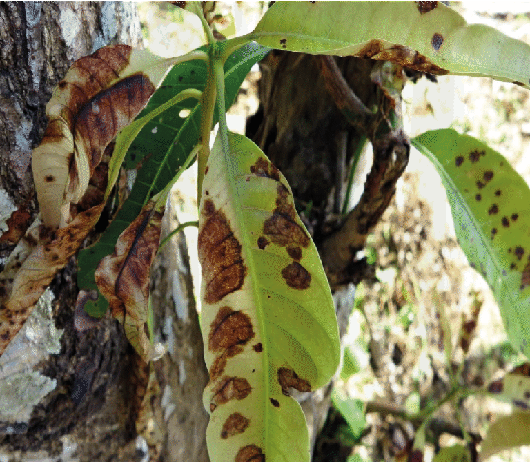 Super Agro Image-02
