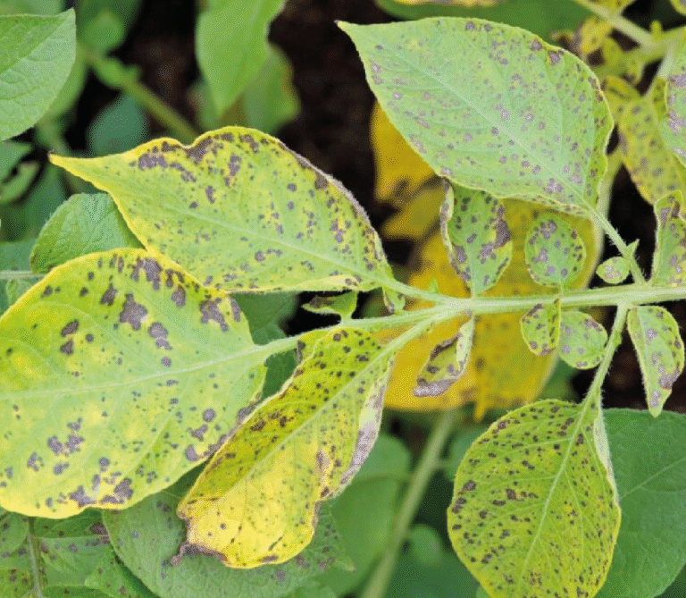 Super Agro Image-02
