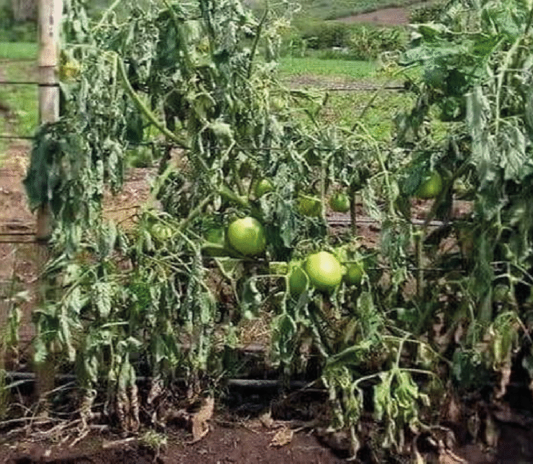 Super Agro Image-02