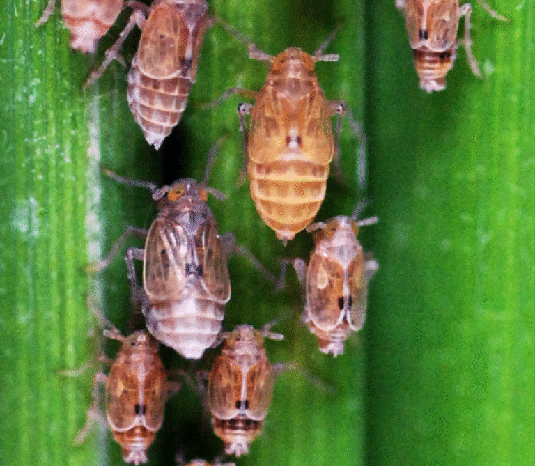Super Agro Image-02