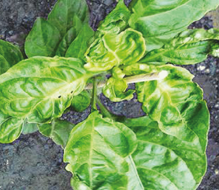 Super Agro Image-02