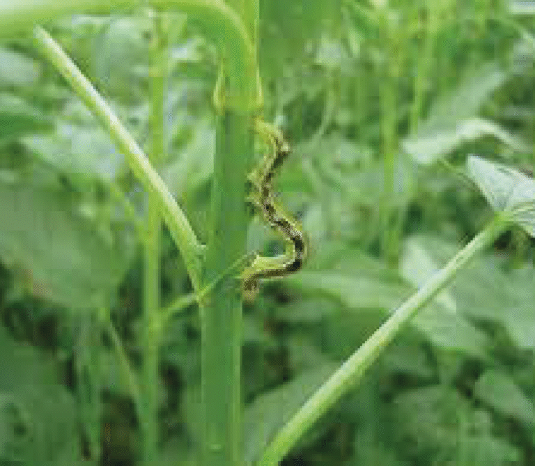 Super Agro Image-02