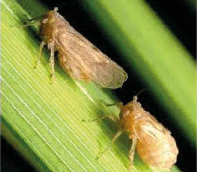 Super Agro Image-02