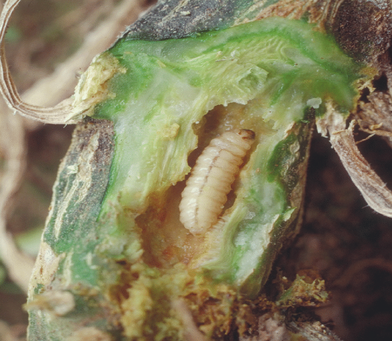 Super Agro Image-02