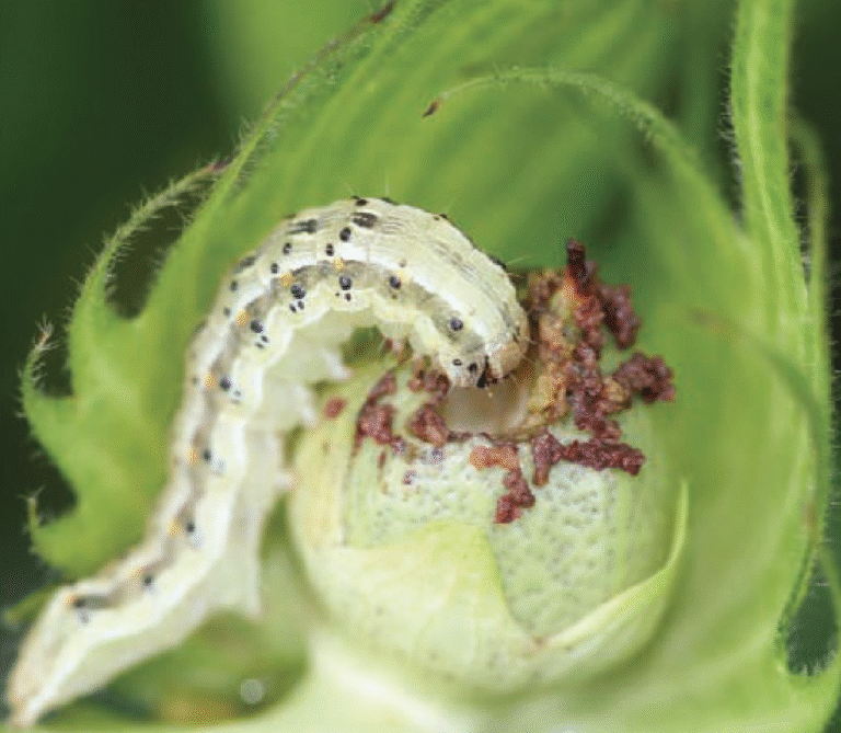 Super Agro Image-02