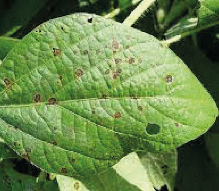 Super Agro Image-03