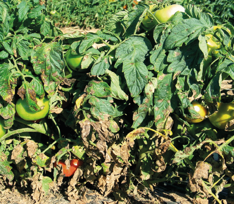 Super Agro Image-03