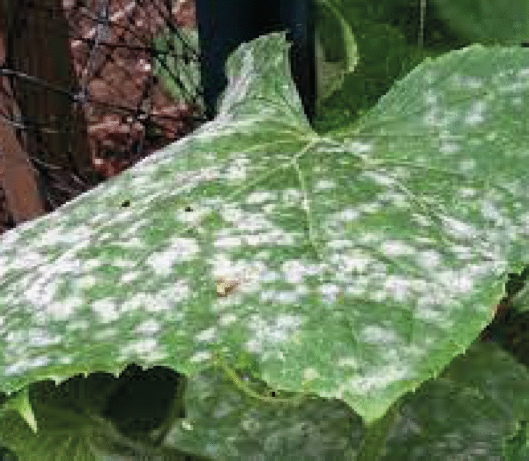 Super Agro Image-03