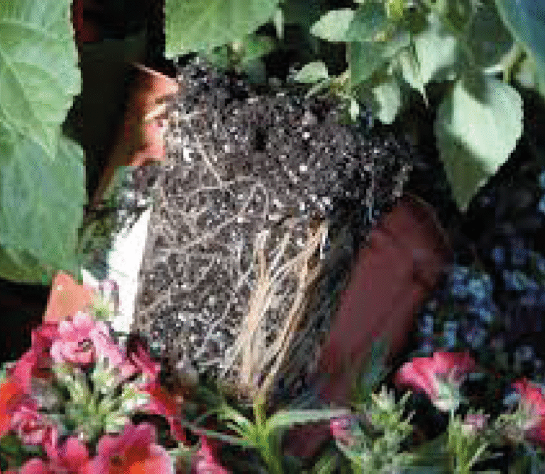 Super Agro Image-03