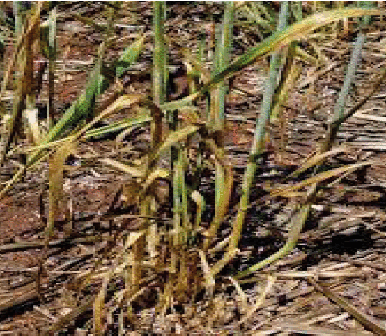 Super Agro Image-03
