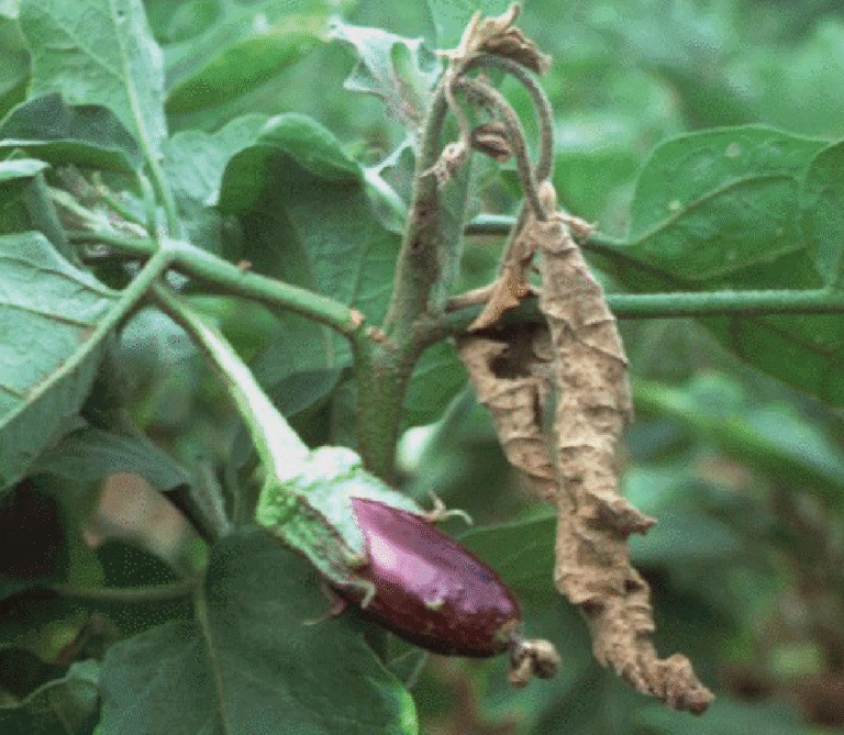 Super Agro Image-03