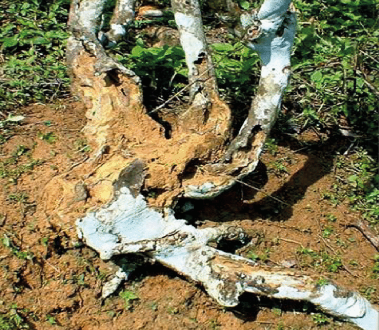 Super Agro Image-03