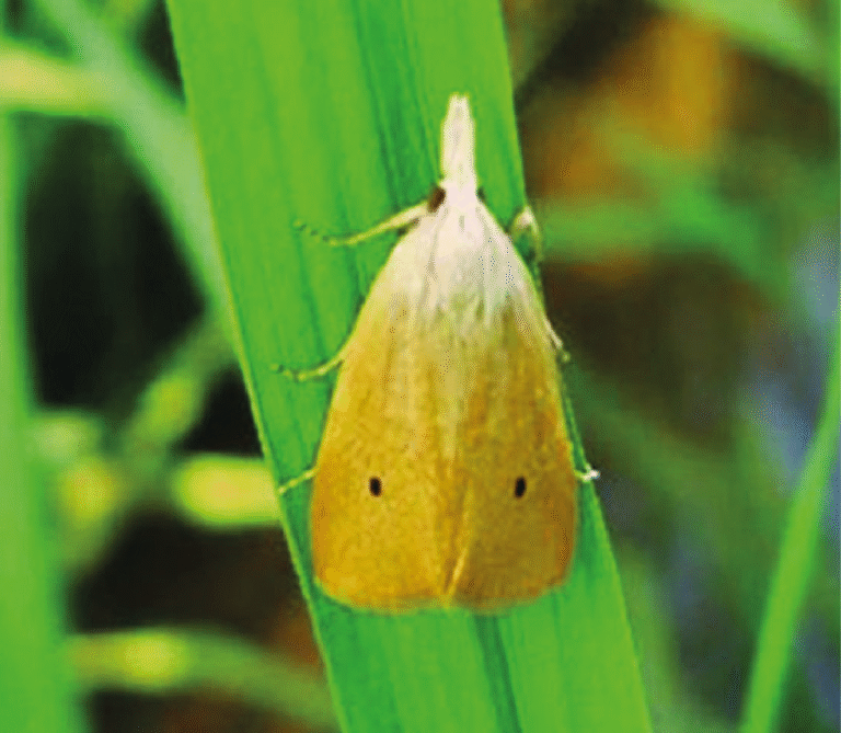 Super Agro Image-03