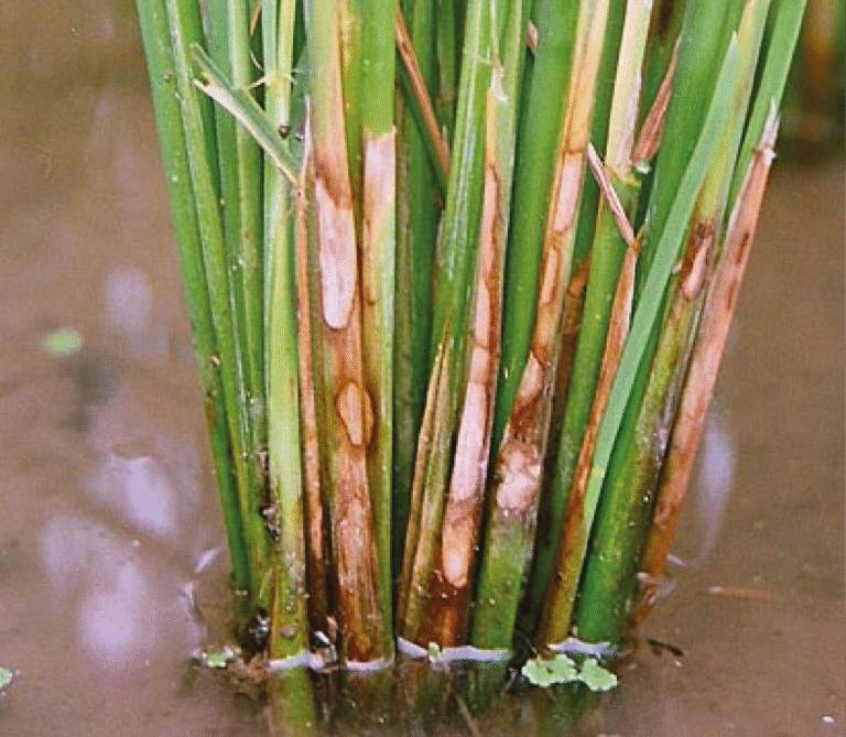 Super Agro Image-03