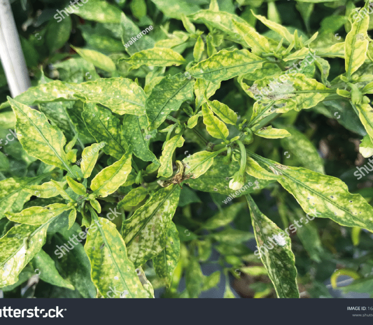 Super Agro Image-04