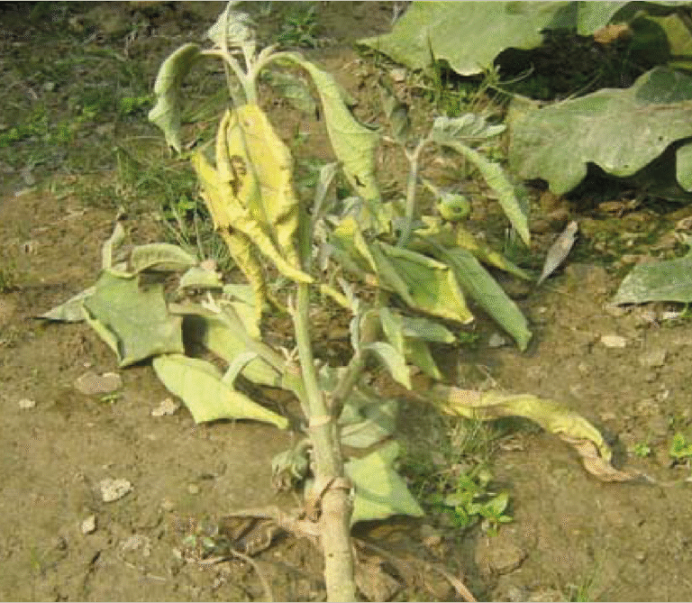 Super Agro Image-04