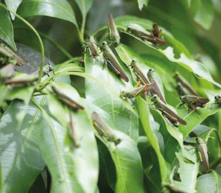 Super Agro Image-04