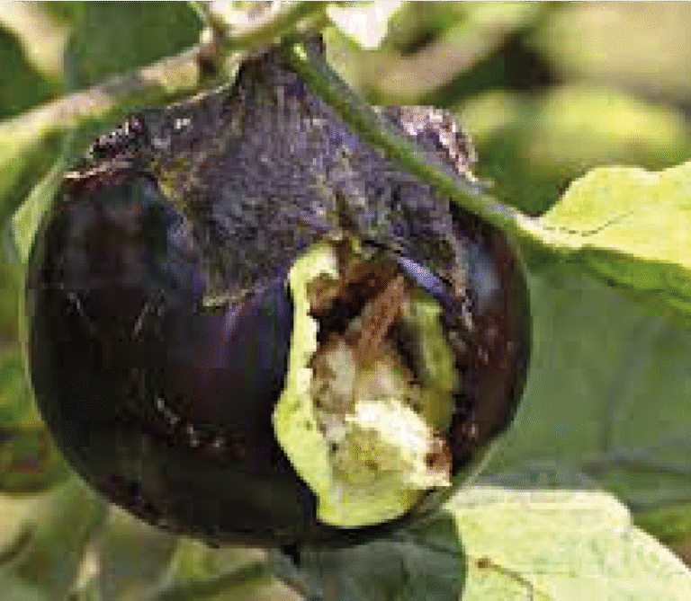 Super Agro Image-04