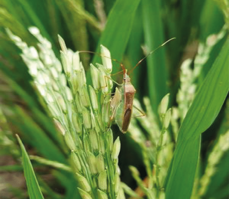 Super Agro Image-04