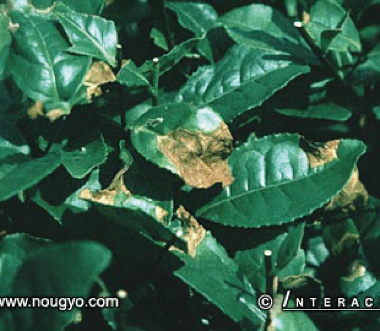 Super Agro Image-04