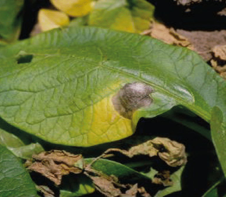 Super Agro Image-04