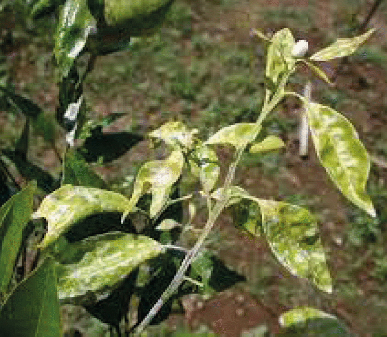Super Agro Image-04