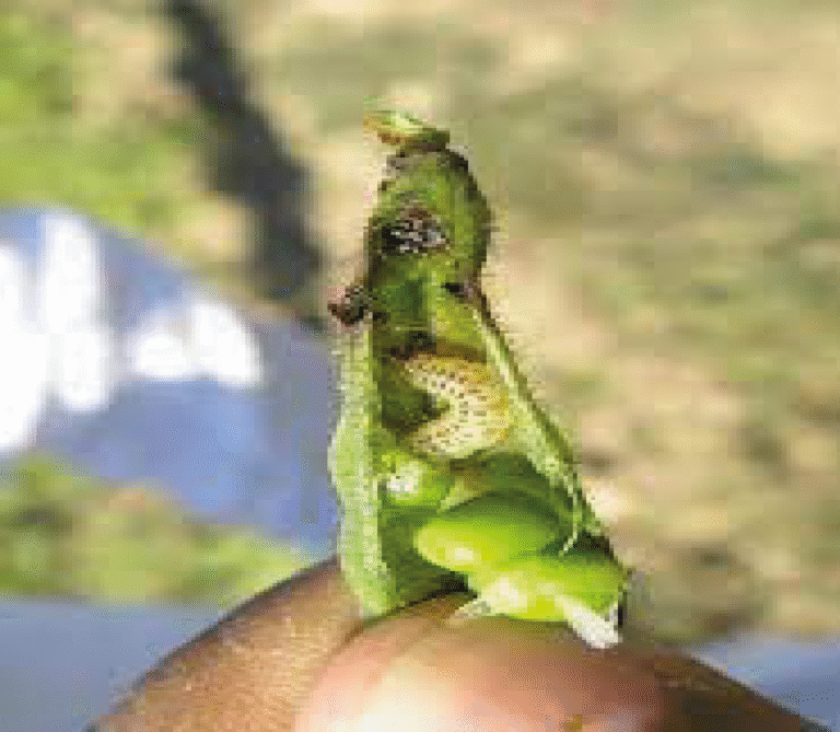 Super Agro Image-05