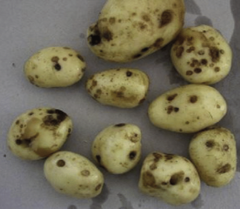 Super Agro Image-05