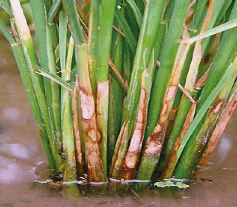 Super Agro Image-05
