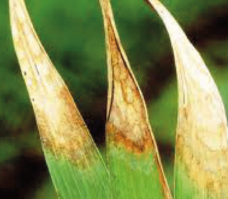Super Agro Image-05