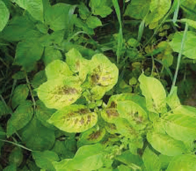 Super Agro Image-05