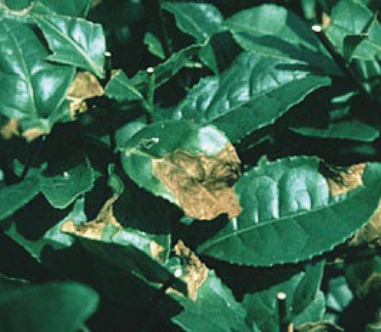 Super Agro Image-05