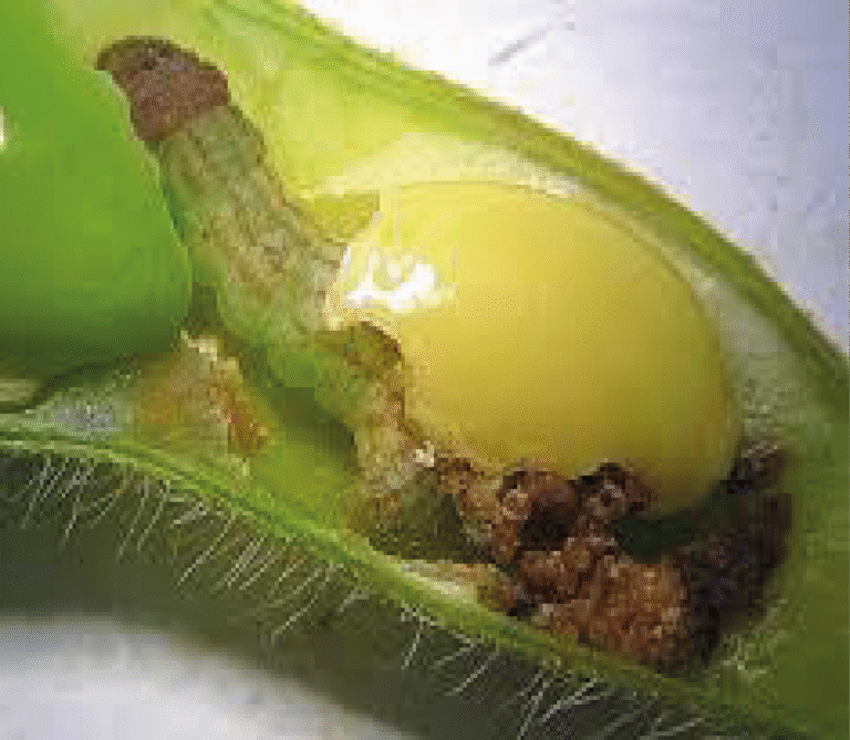 Super Agro Image-06