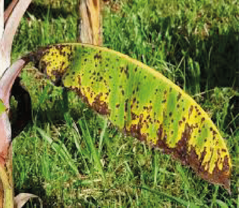 Super Agro Image-06